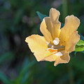 Wilderness Flower 2 by Paul Johnson