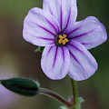 Wilderness Flower 3 by Paul Johnson