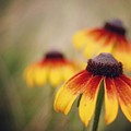 Wildfire Wildflowers Photograph by Holly Ross Wildfire Wildflowers Photograph by Holly Ross