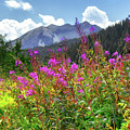 Wildflower Capital by Susan Warren