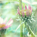 Wildflower Dreamscape Photograph by Bob Orsillo Wildflower Dreamscape Photograph by Bob Orsillo