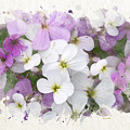 Watercolor Wildflowers Mixed Media by Christina Rollo Watercolor Wildflowers Mixed Media by Christina Rollo