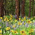 Balsamroot and Lupine in a Ponderosa Pine Forest Photograph by Jeff Goulden Balsamroot and Lupine in a Ponderosa Pine Forest Photograph by Jeff Goulden