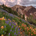 Wildflowers with Twin Peaks at Sunset Photograph by Brett Pelletier Wildflowers with Twin Peaks at Sunset Photograph by Brett Pelletier