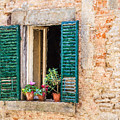 Window Flowers of Tuscany Painting by David Letts Window Flowers of Tuscany Painting by David Letts