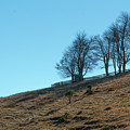 Windswept Trees - December 7 2016 Photograph by D K Wall Windswept Trees - December 7 2016 Photograph by D K Wall