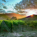 Wine Country Photograph by Jon Neidert Wine Country Photograph by Jon Neidert