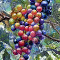 Wine Grapes Painting by Hailey E Herrera Wine Grapes Painting by Hailey E Herrera