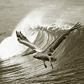 Wings And Waves Bw by Laura D Young Wings And Waves Bw by Laura D Young