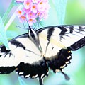 Wings Photograph by Merle Grenz Wings Photograph by Merle Grenz