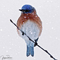 Winter Bluebird Photograph by Jackson Pearson Winter Bluebird Photograph by Jackson Pearson
