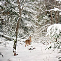 Winter Deer in the Forest Photograph by Gwen Gibson Winter Deer in the Forest Photograph by Gwen Gibson