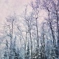 Winter Forest Photograph by Priska Wettstein Winter Forest Photograph by Priska Wettstein