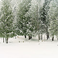 Winter Ice Storm Print Photograph by Gwen Gibson Winter Ice Storm Print Photograph by Gwen Gibson