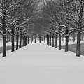 Winter Rows by Lauri Novak Winter Rows by Lauri Novak