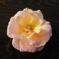 Winter Salmon Rose on Antique Wood Photograph by Kathy Anselmo Winter Salmon Rose on Antique Wood Photograph by Kathy Anselmo