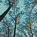 Winter Sky - Blue and Black by Brenda Plyer Winter Sky - Blue and Black by Brenda Plyer