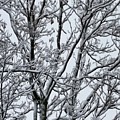 Winter Sky through Snow Branches Photograph by Vic Ritchey Winter Sky through Snow Branches Photograph by Vic Ritchey