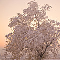 Winter Sunset by Marilyn Hunt Winter Sunset by Marilyn Hunt