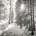 Winter Sunshine Forest Shades Of Gray Photograph by James BO Insogna Winter Sunshine Forest Shades Of Gray Photograph by James BO Insogna