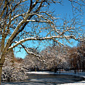 Winter Tree Photograph by Baggieoldboy Winter Tree Photograph by Baggieoldboy