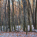Winter - UW Arboretum Madison Wisconsin Photograph by Steven Ralser Winter - UW Arboretum Madison Wisconsin Photograph by Steven Ralser