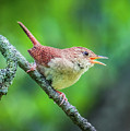 Winter Wrens Bird Photograph by Lilia D Winter Wrens Bird Photograph by Lilia D