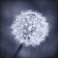 Wish by Melanie Alexandra Price