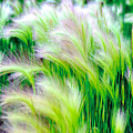 Wispy Green Photograph by Richard Gehlbach Wispy Green Photograph by Richard Gehlbach