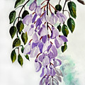 Wisteria by Karin Dawn Kelshall- Best Wisteria by Karin Dawn Kelshall- Best