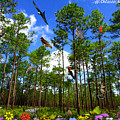 Withlacoochee State Forest Nature Collage by Barbara Bowen Withlacoochee State Forest Nature Collage by Barbara Bowen