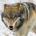 Wolf in the Wild Photograph by Mark Miller Wolf in the Wild Photograph by Mark Miller