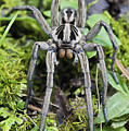 Wolf Spider Hogna Sp Male, Mindo Photograph by James Christensen Wolf Spider Hogna Sp Male, Mindo Photograph by James Christensen