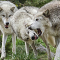 Wolves Playing Photograph by Wesley Aston Wolves Playing Photograph by Wesley Aston