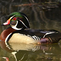 Wood Duck 02 Photograph by Ann Bridges Wood Duck 02 Photograph by Ann Bridges