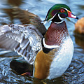 Wood Duck Flap Photograph by Bill and Linda Tiepelman Wood Duck Flap Photograph by Bill and Linda Tiepelman