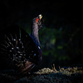 Wood Grouse's sunbeam by Torbjorn Swenelius