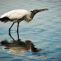 Wood Stork by Rich Leighton Wood Stork by Rich Leighton
