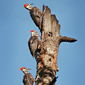 Woodpecker Trio Photograph by John Christopher Woodpecker Trio Photograph by John Christopher