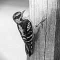 Woody in Black n White Photograph by Cathy Kovarik Woody in Black n White Photograph by Cathy Kovarik