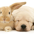 Puppy Bunny Love by Warren Photographic