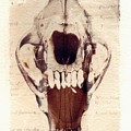 X ray terrestrial by Jane Linders X ray terrestrial by Jane Linders