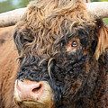 Yakity Yak by Karol Livote Yakity Yak by Karol Livote