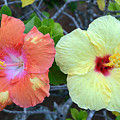 Yellow and Orange Hibiscus Flowers Photograph by Amy Fose Yellow and Orange Hibiscus Flowers Photograph by Amy Fose