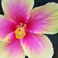 Yellow and Pink Hibiscus 2 Photograph by Amy Fose Yellow and Pink Hibiscus 2 Photograph by Amy Fose