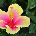 Yellow and Pink Hibiscus 1 Photograph by Amy Fose Yellow and Pink Hibiscus 1 Photograph by Amy Fose