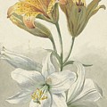 Yellow and White Lilies Painting by Willem van Yellow and White Lilies Painting by Willem van