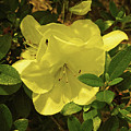 Yellow Azaleas by Marian Bell Yellow Azaleas by Marian Bell