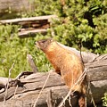Yellow Bellied-Marmot by Frank Madia Yellow Bellied-Marmot by Frank Madia