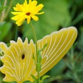 Yellow Butterfly Photograph by Merle Grenz Yellow Butterfly Photograph by Merle Grenz